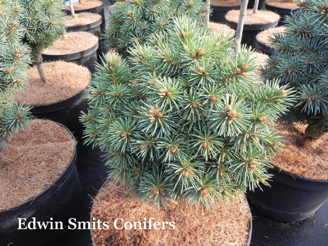 Picea pungens 'Brynek'